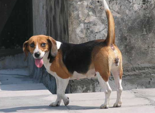 米格鲁猎兔犬会咬人吗？一文告诉你