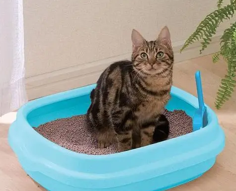 猫咪长期吃同一款猫粮好，还是定期更换好？