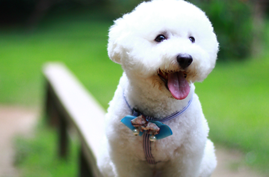 比熊几个月胎毛变白，宠主一定要知道哦