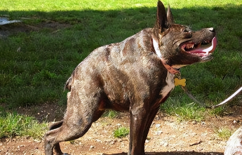 卡西莫多犬的由来，看完你就明白了！