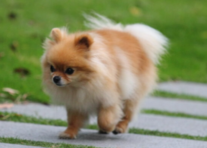 幼犬多久可以换狗粮，铲屎官一定要了解一下！