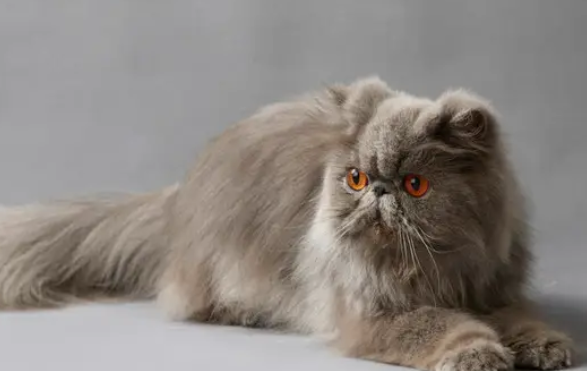 科普文：波斯猫品种介绍