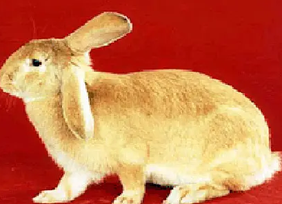 塞北兔的优点你知道吗？看这儿~