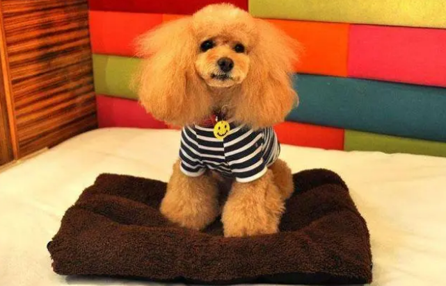 狗窝的4种“病菌”，正在伤害你家狗狗！