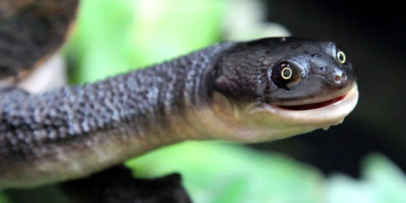 长颈龟能活多久?主人来了解下吧 长颈龟能活多久?主人来了解下吧