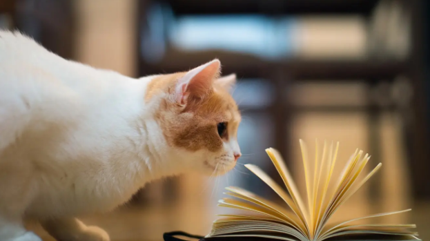 你们知道雌雄同体的猫吗? 你们知道雌雄同体的猫吗?