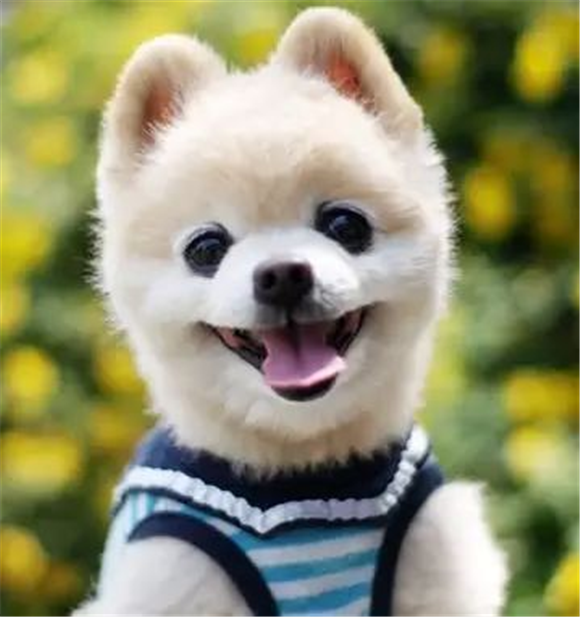 博美+银狐=？它们的结晶是这种犬！