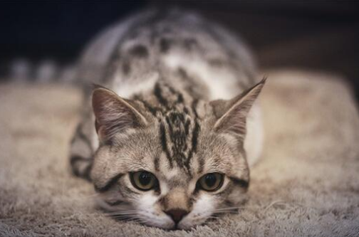 看起来毛发厚实的英短会掉毛吗？