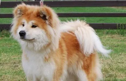 今日科普：为什么长毛秋田犬不值钱？