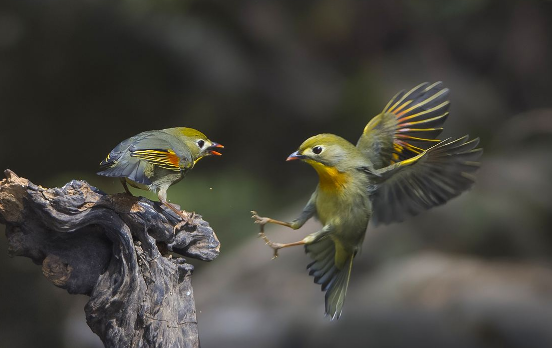 相思鸟怎么繁殖？看完你就明白了