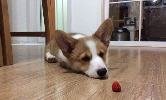 柯基眼屎多怎么回事？看这里