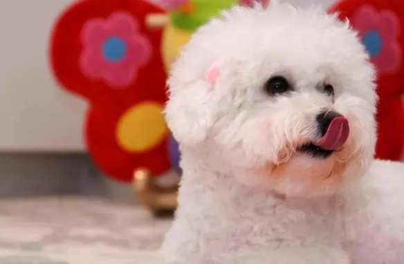 比熊犬的通病，看完真是让人心痛