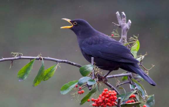 如何给乌鸫洗澡？要注意哪些问题？