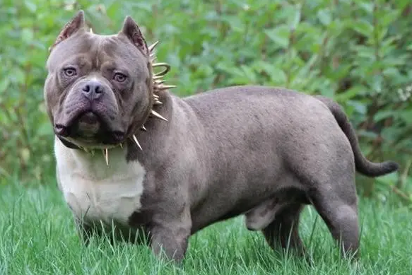 灰色的狗狗有哪些品种？不清楚的快来看看！