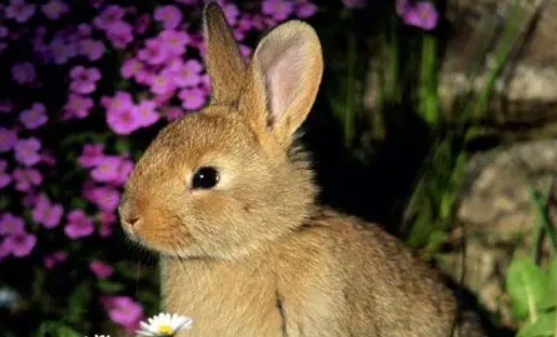 养的人来看看多瓦夫兔性格怎么样吧