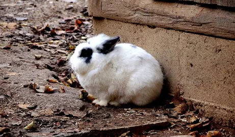 好奇侏儒兔是否携带病菌？这里有答案