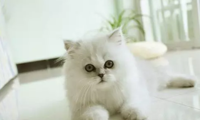 猫窝狐臭味，应该如何正确清理呢？