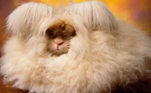 英国安哥拉兔怎么养，来看看吧