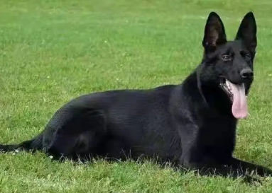 今日小知识：黑狼犬只认一个主人吗？