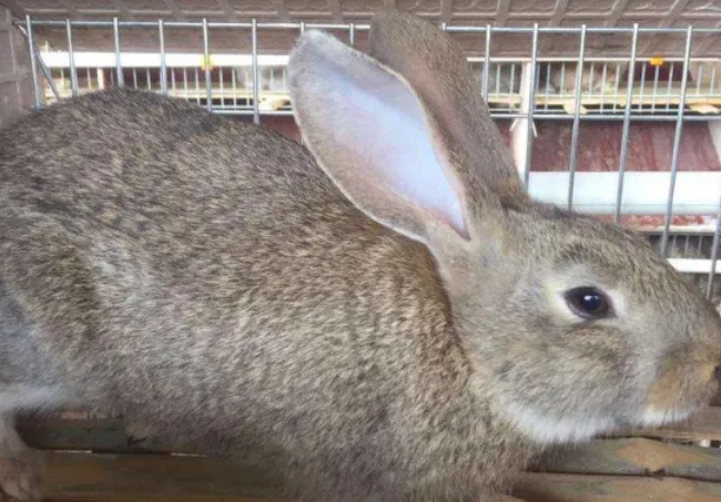 塞北兔能长多大？看这就知道了！