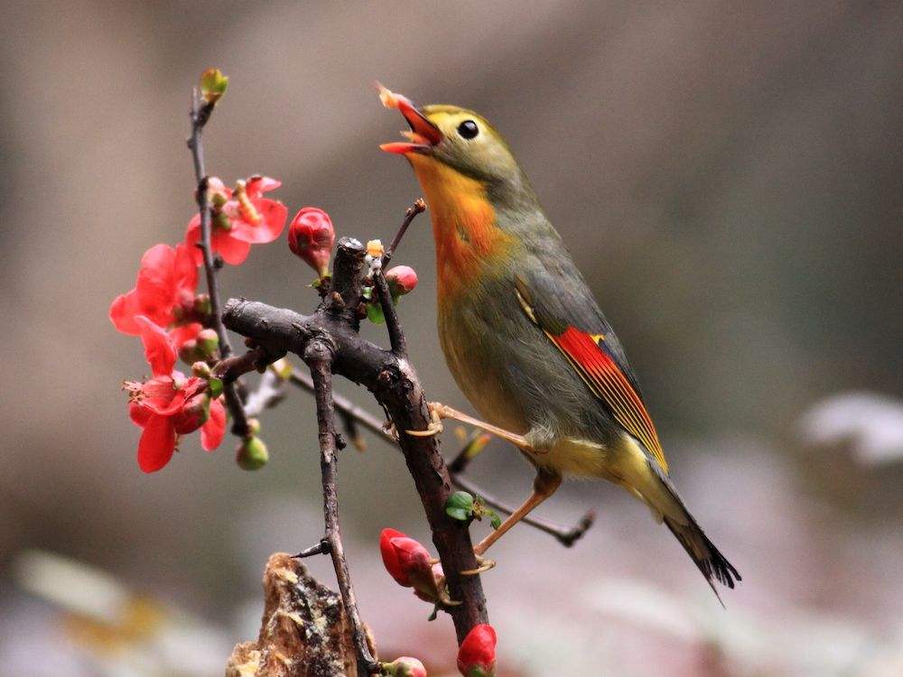 画眉鸟适宜在多少度下生存？不清楚的来这了解下