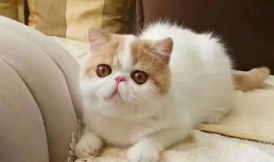 宠主带你了解:加菲猫为什么净梵的贵? 宠主带你了解:加菲猫为什么净梵的贵?