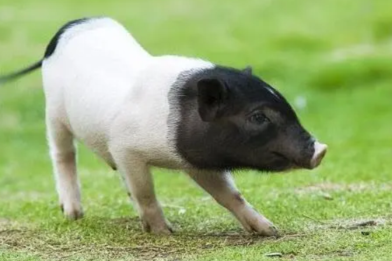 迷你香猪智商高吗？来了解一下吧