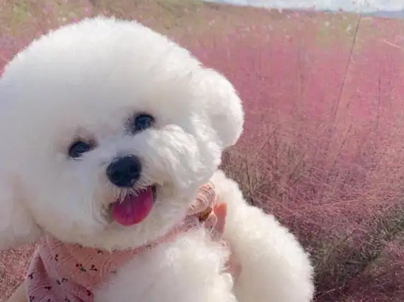 养比熊对人体会带来伤害吗？