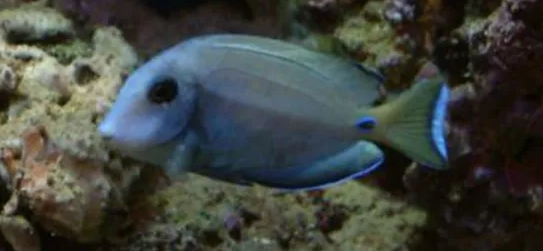 耳斑吊白点病应该怎么治疗？方法如下