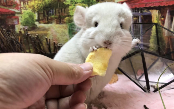 银斑龙猫的特征有哪些，有你喜欢的特征吗