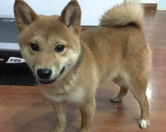 不知道柴犬几个月发腮？看这里吧