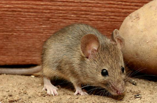 田鼷鼠生病了怎么治疗？对症下药很重要！