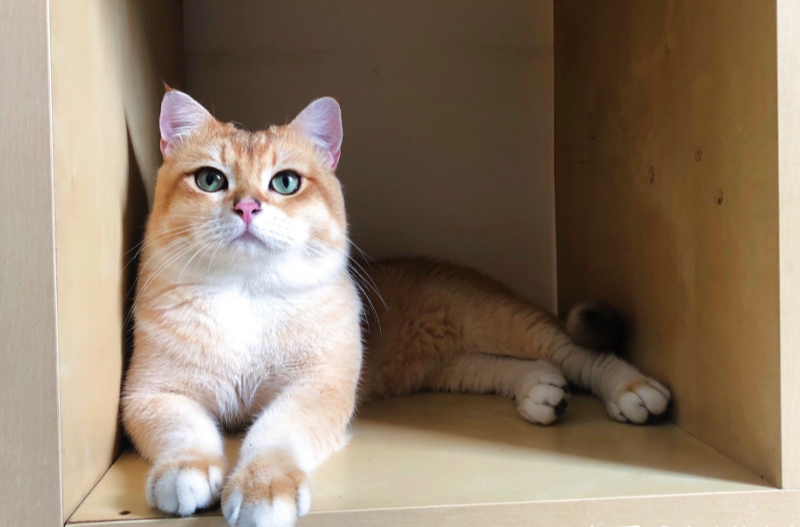 不知道金渐层多大才会过尴尬期？看这里！