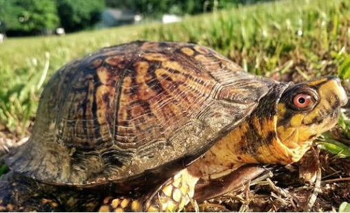 卡罗莱纳箱龟可以深水养吗？我来告诉你答案！