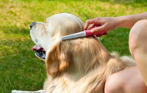 怎么才能让狗狗乖乖剪毛？要讲究技巧