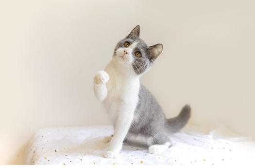 老虎好像不会伤害猫，这是为什么呢？