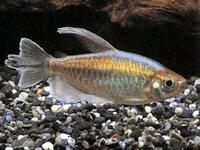 绚丽多彩的刚果扯旗鱼你见过吗