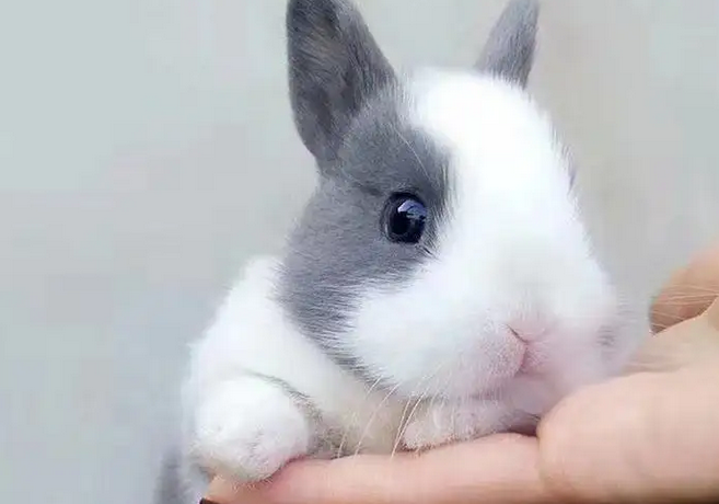 饲养前，你必须要了解英国迷你垂耳兔的生活环境