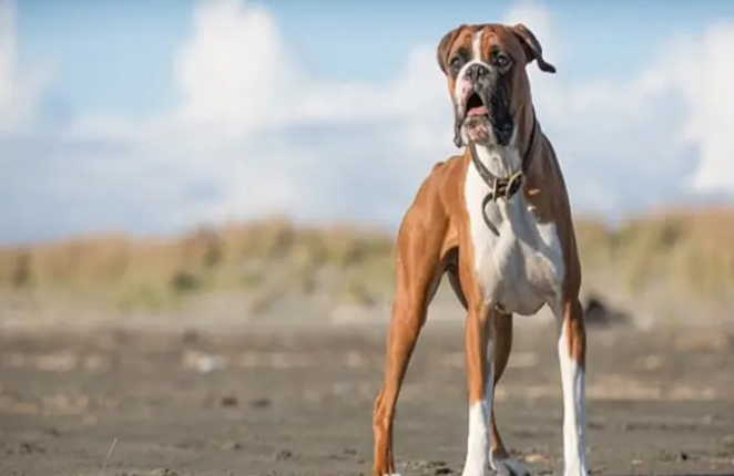 百科 | 德国拳师犬，喜欢撒娇的晚熟猛犬 
