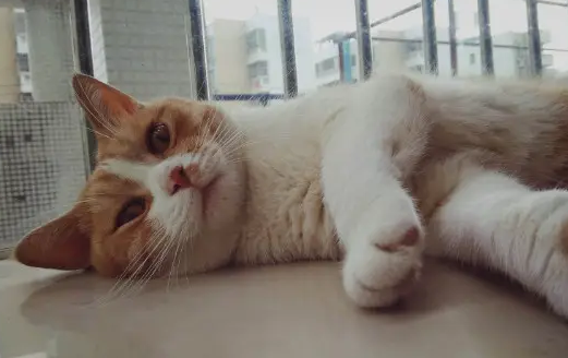 小猫咪肚子一直咕咕叫，主人要重视