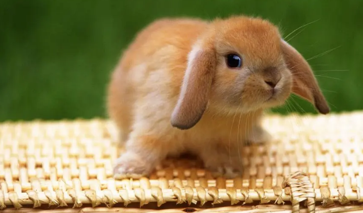 一起来看看兔子的习性~