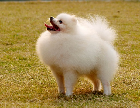 尖嘴博美和圆嘴博美的区别在这里