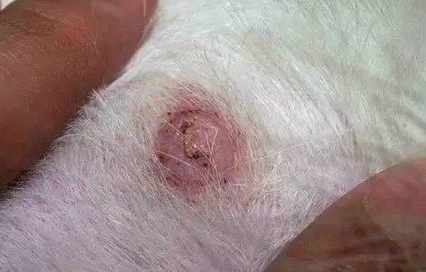 对抗蜱虫哪家好？当属尼可信