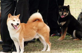 如何给秋田犬的口腔护理？