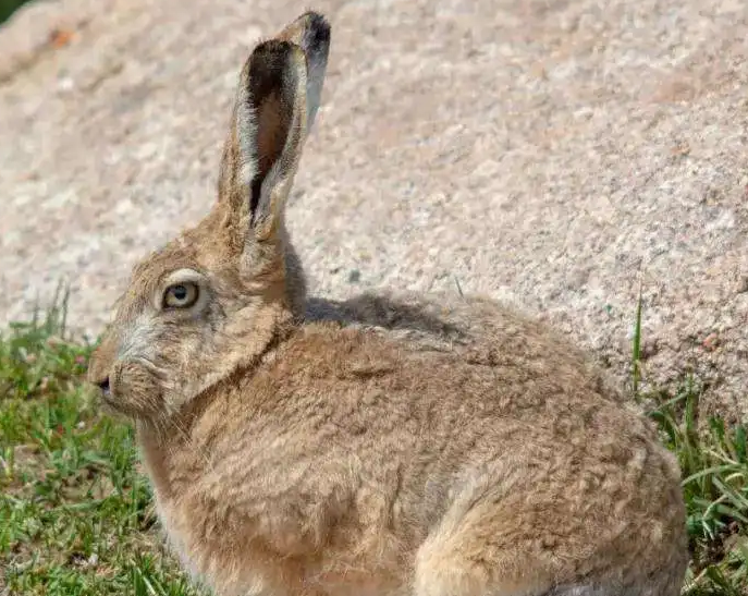 大麦丁兔的寿命多长，主人要谨记