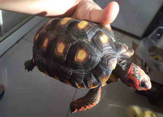 红腿陆龟吃仙人掌吗？想要喂的朋友要注意了