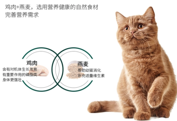 铲屎官注意！猫咪换新粮有过渡期，过快换粮可能会引起厌食情况