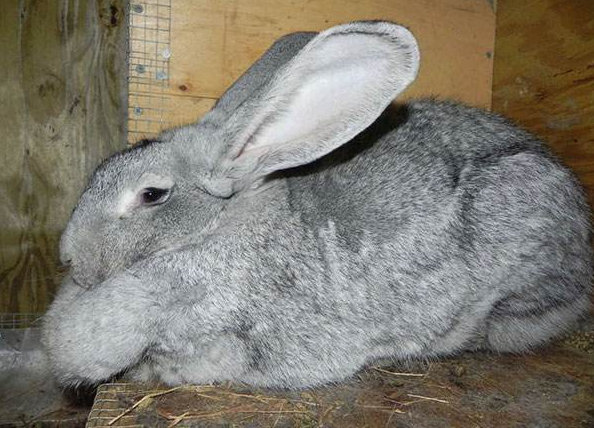 巨型花明兔多长 巨型花明兔能长多大