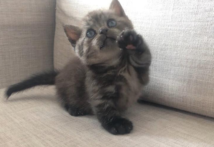 不清楚曼基康猫和英短的性格哪个好?看这里~ 不清楚曼基康猫和英短的性格哪个好?看这里~