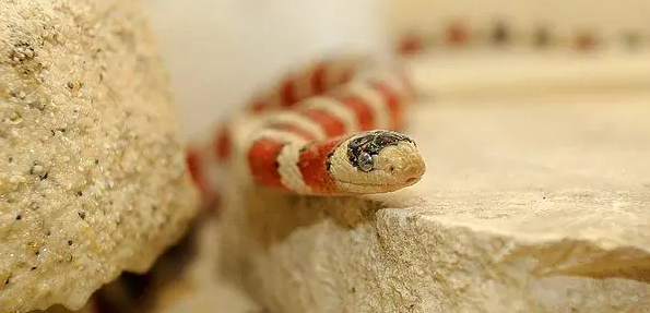 想知道山王蛇体长最大是多少？来这瞧瞧吧~